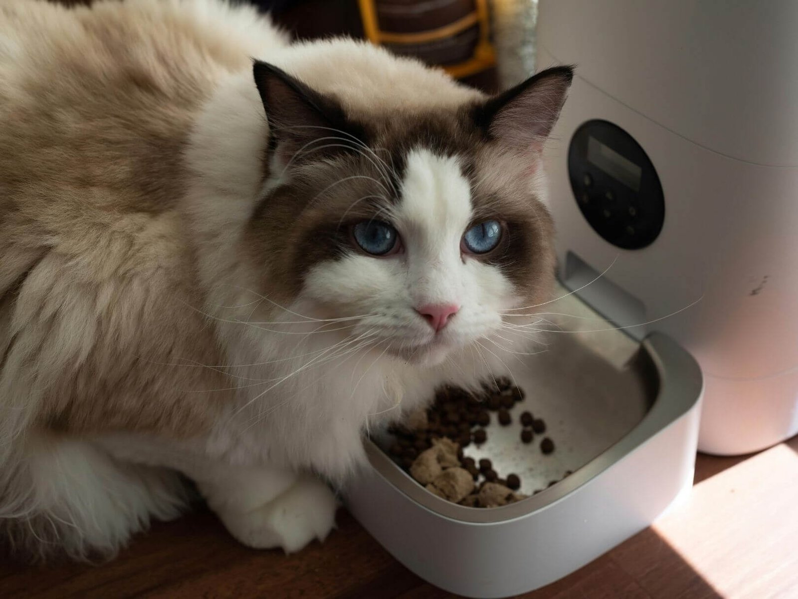 11 semilleria-paraiso-mascotas-plantas-productos-naturales-infusiones-frutos-secos-sevilla