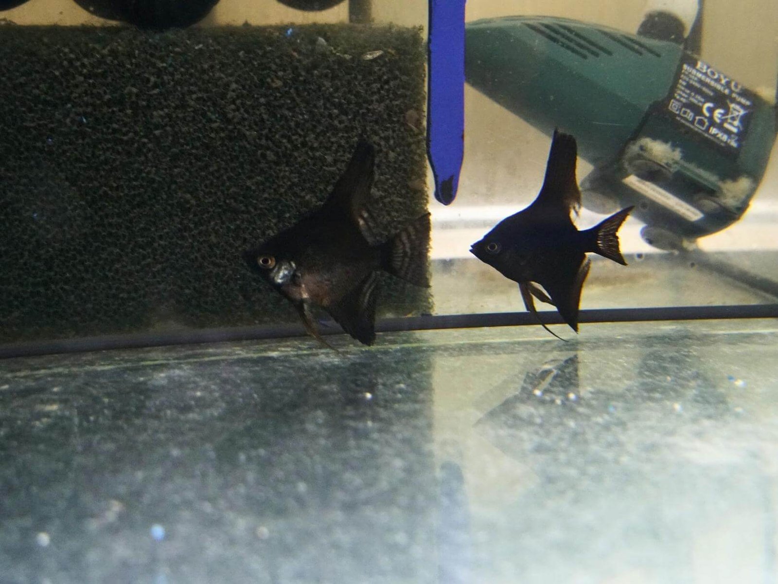 13 semilleria-paraiso-mascotas-plantas-productos-naturales-infusiones-frutos-secos-sevilla