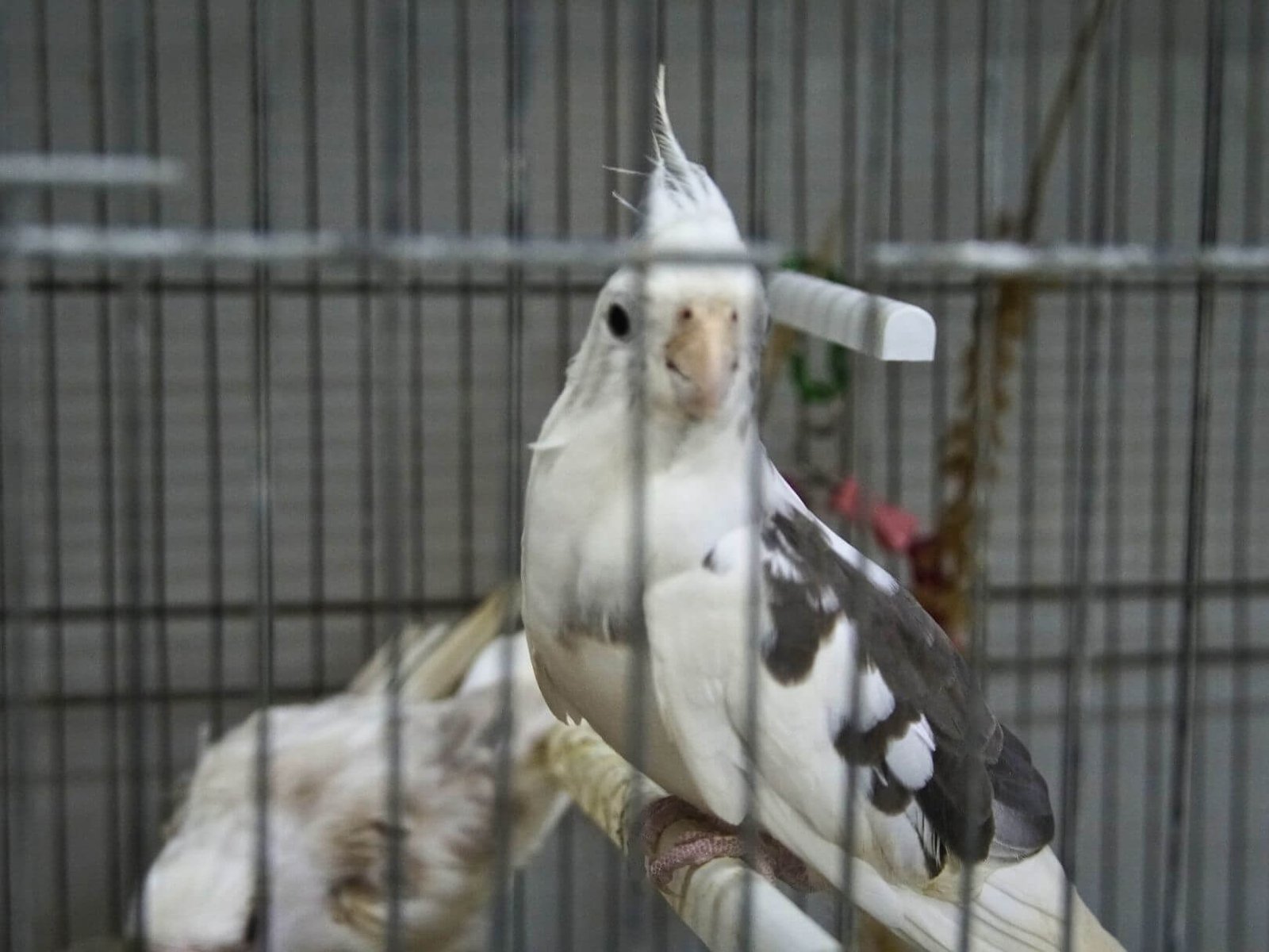 5 semilleria-paraiso-mascotas-plantas-productos-naturales-infusiones-frutos-secos-sevilla